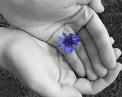 A black and white image of someone cupping their hands with a blue flower.