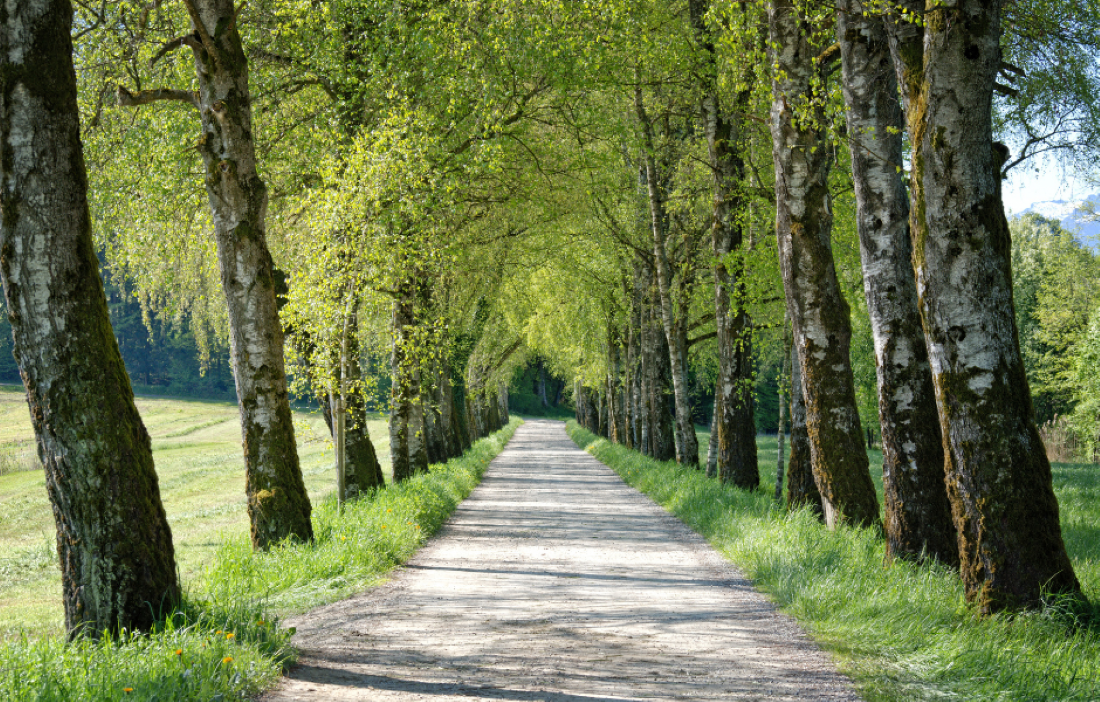 a pathway with trees on both sides