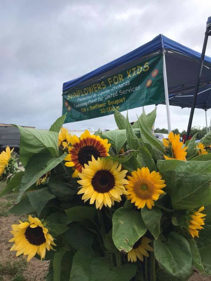 sunflowers growing in field with event tent in background