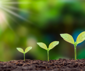 three plants growing from the dirt each plant is a little bit taller than the first